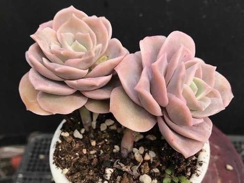 可爱玫瑰，多肉中最像玫瑰花的品种，出了状态颜色粉嫩，浪漫十足