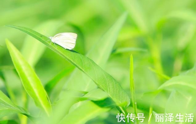 土生|这菜被称为“绿色精灵”，钙是番茄的12倍，9毛1斤，常吃洁齿防龋