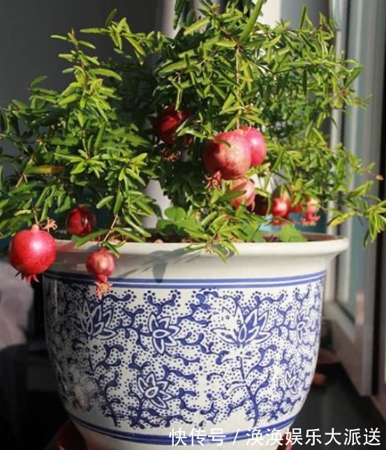 品种|盆栽石榴树如何培育将“3个地方”准备到位，缓苗快、长更好