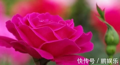 倒挂金钟|这5种花“最难养” 老手养不好，新手不敢碰