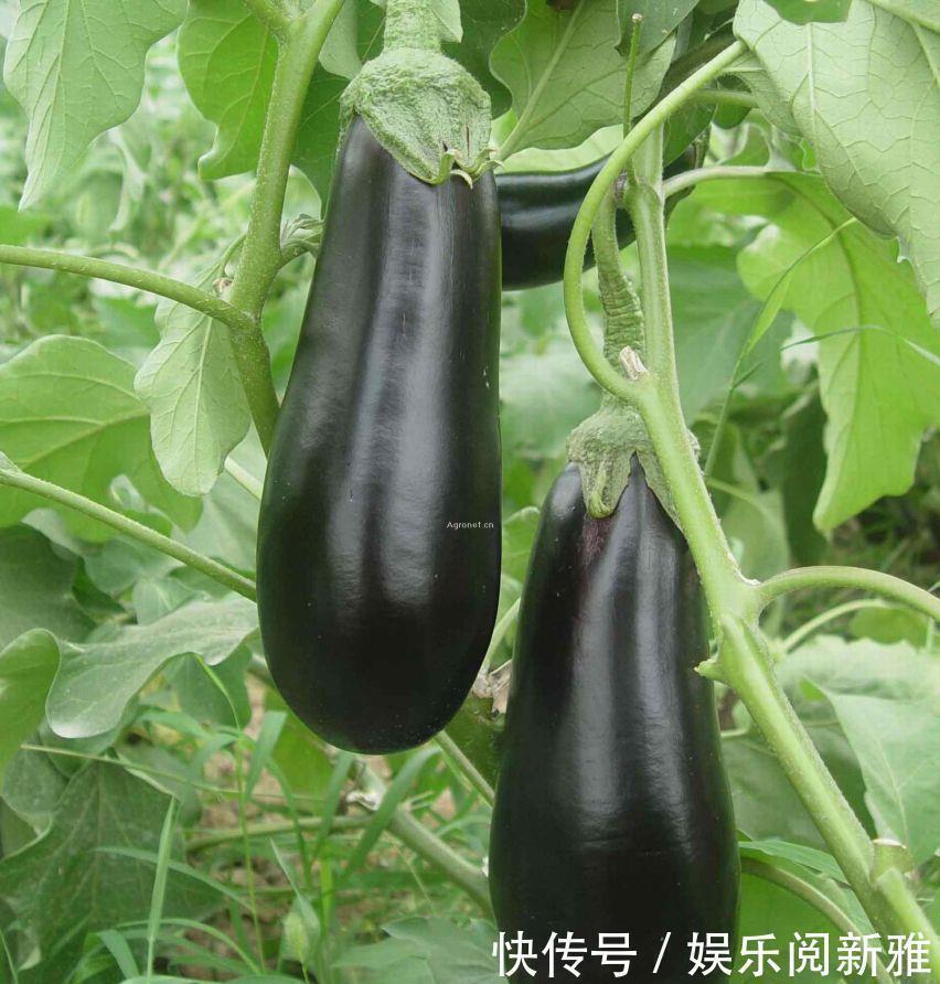 中毒|夏天的茄子，千萬不要這樣吃，否則后果很嚴重，一定要看