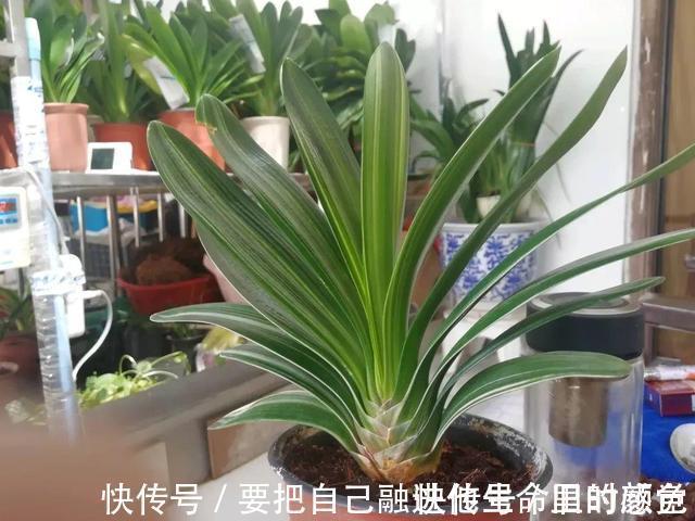 兰花|秋凉后,养3种花,最好换盆、换土,到时候不开花、黄叶