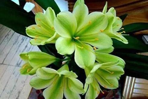 自制花肥太臭那就用点“它”,5天一小勺,绿萝长寿……都能用