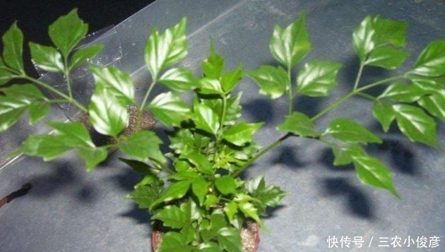 幸福树这样养, 粗枝大叶, 四季绿油油!