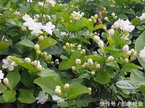 洁白|最厉害的养花营养液给茉莉花喝一勺,四季油绿,花开洁白