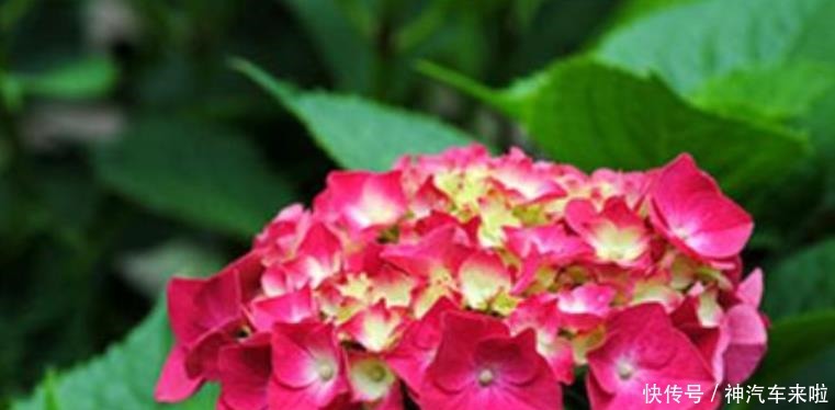 焦枯|养好绣球花,掌握这些“小技能”,花叶不焦枯,年年有花看