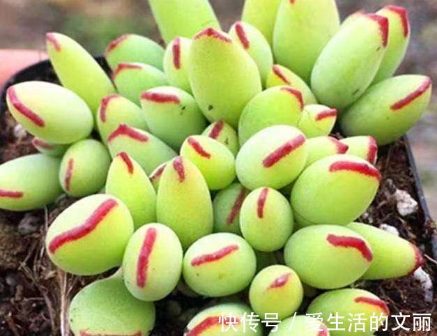 福娘|家里养3种花,一年到头开花不断,好养活,观赏性高