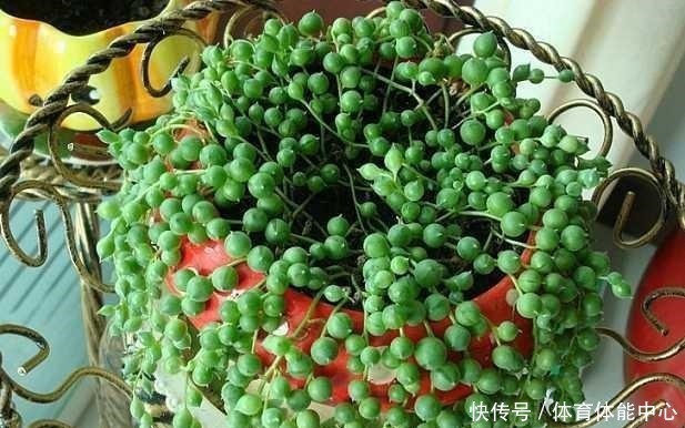 人称“养不死”的5种多肉,扔花盆里长“俩月”,都能“溢出来”!