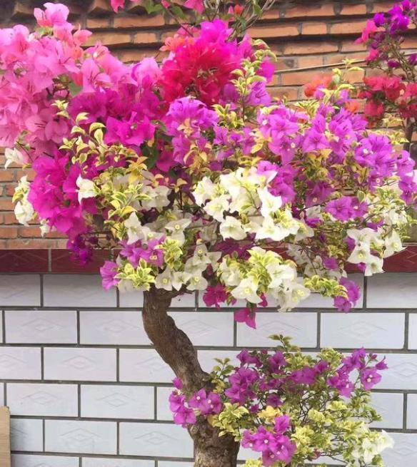 修剪三角梅,记住“3字口诀”,侧芽多,花苞多,开花爆盆很简单