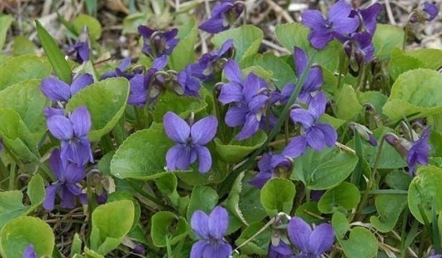 野草|上班族“十人九个脖子疼”常用河边一野草泡水抹，哪也不痛了