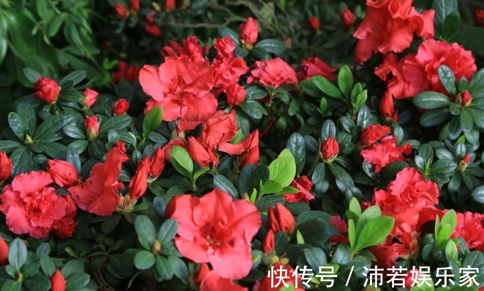 杜鹃|杜鹃花度夏难赶紧换位置,不长斑不招虫,秋天猛开花!