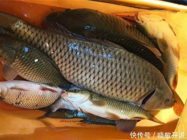 野钓不要盲目追求饵料味型与配方,渔获多少它起的作用真不重要