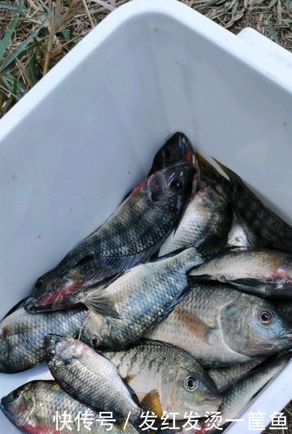 水下|因河里鲫鱼越来越少,温州钓鱼人放下水下相机,拍到惊人画面