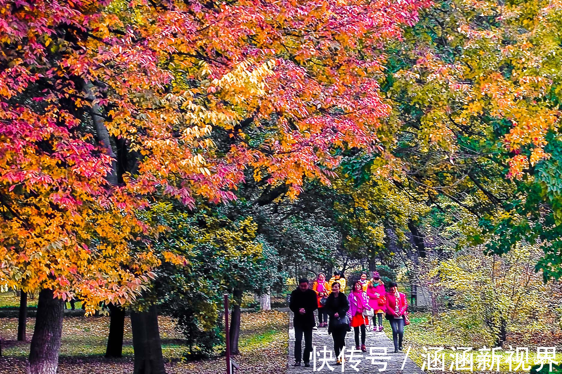 游人|安徽淮北公园里，银杏叶、红叶组成一道靓丽风景线，景色如画卷！