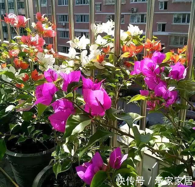 太阳花|8月中旬，养花首选这5种，爱开花不说，关键是好养