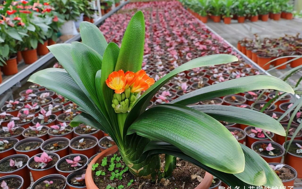 养君子兰犯4个常识性错误，难怪越养越差难见花开，新手要规避掉