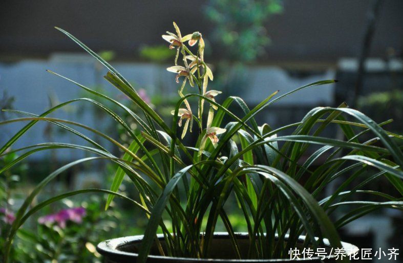 兰花一直不长新芽，春季花后做好3点，叶子油绿，新芽蹭蹭往外冒