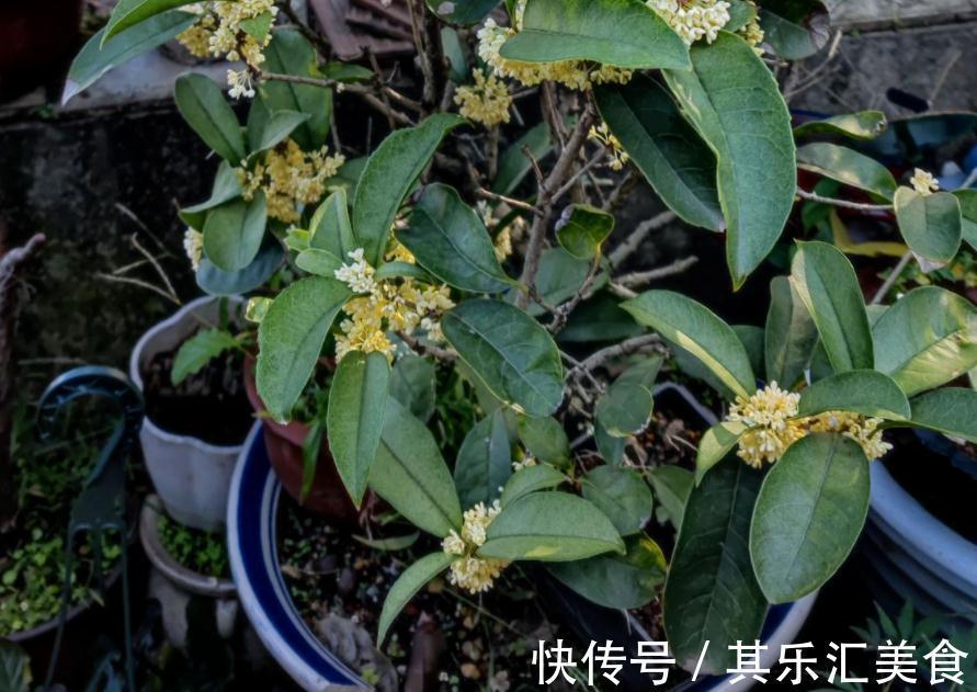 家庭盆栽桂花树,牢记3点,秋冬呼呼开花,香味浓郁特迷人