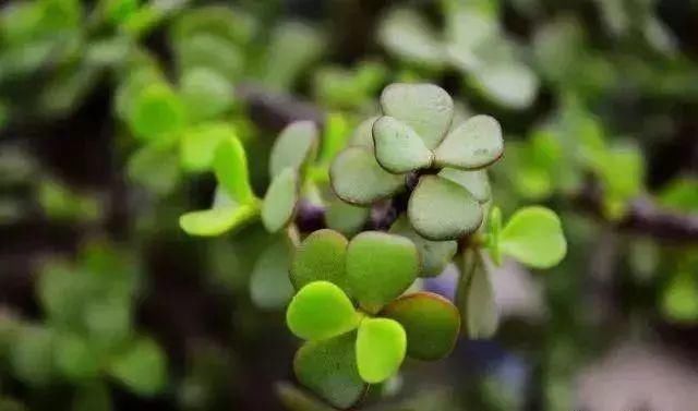 最适合家人养的四种花,健康长寿又养心!