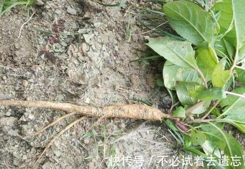 野菜|农村田里的“人参菜”，堪称“土宝贝”，根茎价值都高，一斤卖30