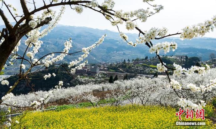 老年|四川叙永万亩乌蒙花海蔚为壮观