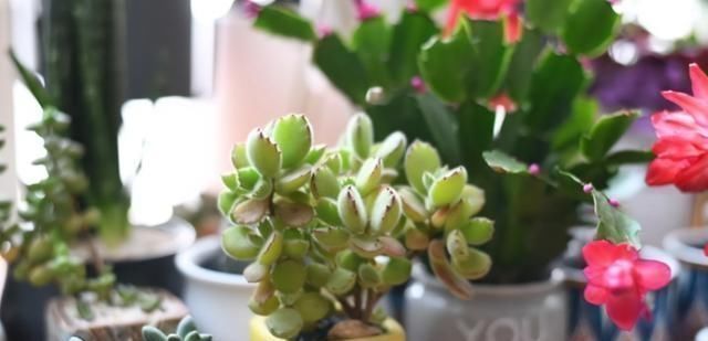 多肉|养多肉，天热是“一道坎”这3种好养护，度夏0压力