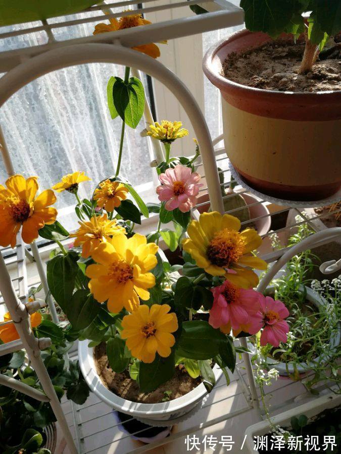 名菊|喜欢菊花,不如养盆优良名菊“红强大”,国色天香,沁人心脾