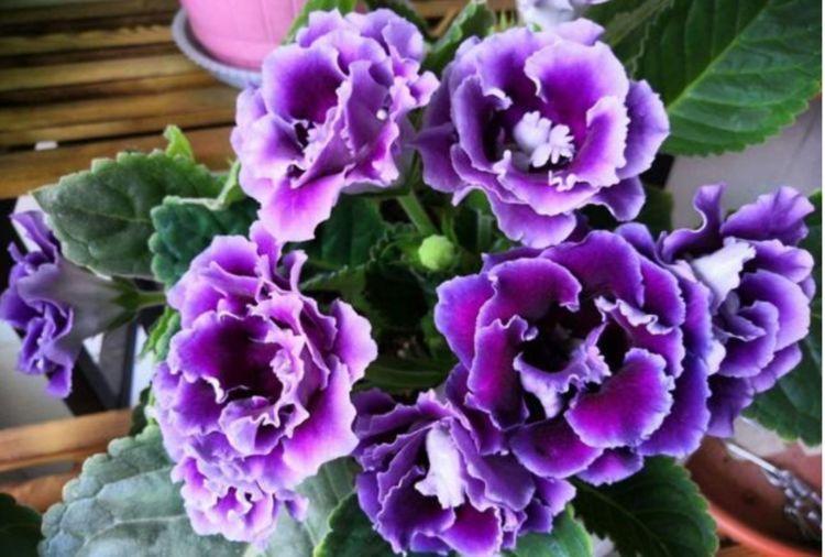 3种花比牡丹还漂亮,比绿萝还好养,一年四季开花不停!