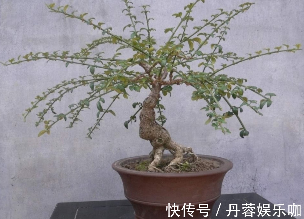 家里有5种花,想要开花多,秋天别忘施1种肥
