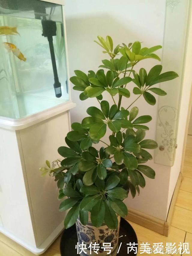 人养花,花也养人,这15种花,越养家里越干净