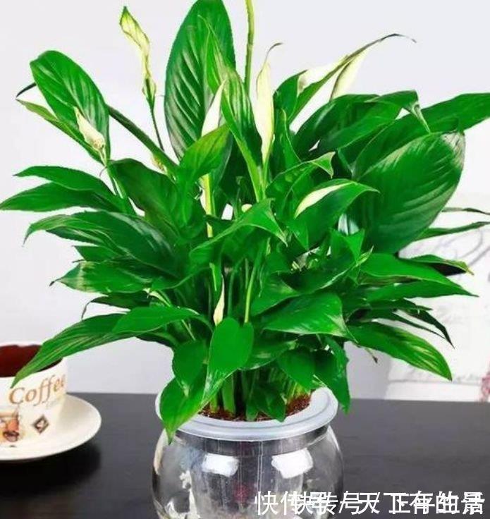 清新|养花,花也养人,4种花家养里,空气清新,还有助于睡眠!