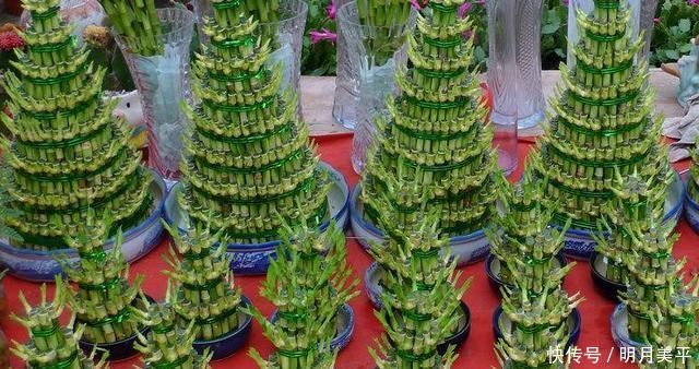 这3种花最爱“吃醋”,1月1斤醋,叶片翠绿“长疯了”