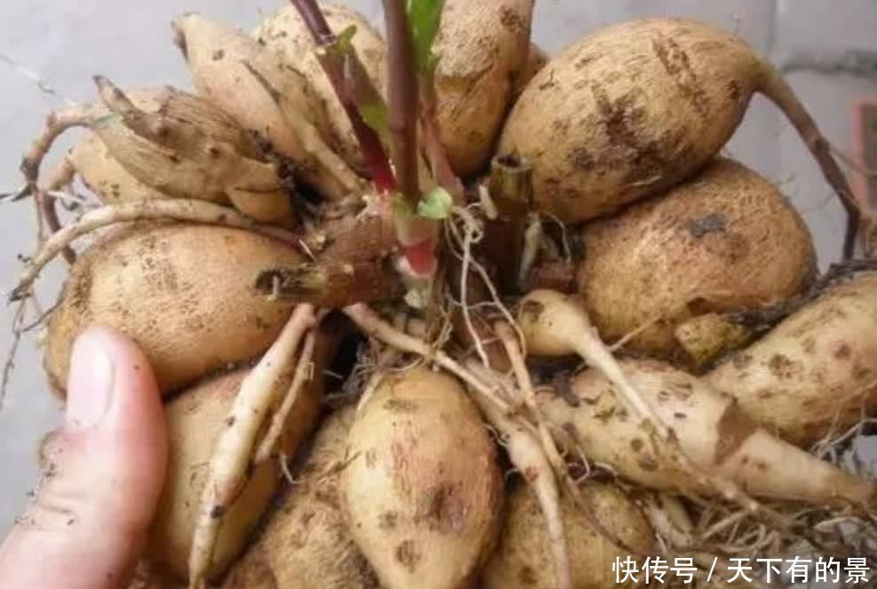 3月栽种大丽花,植株长得旺盛,夏天开满大花团