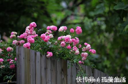 这种漂亮又好养活的花,揪个叶子就发芽,一盆养成几十盆!