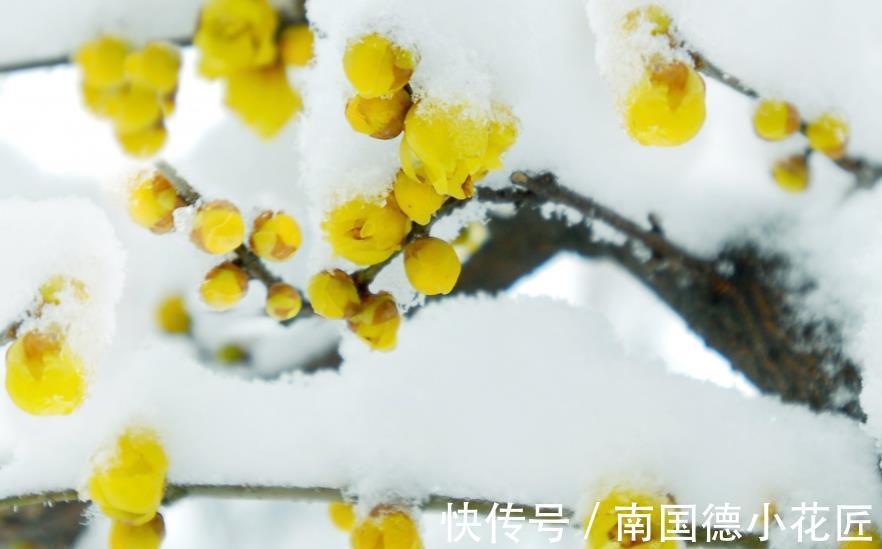 5种耐寒花，皮实好养不怕冻，零下15℃照样生机勃勃，花开满枝
