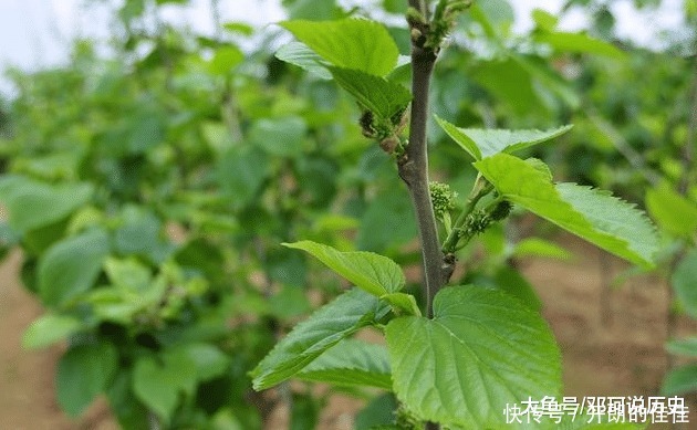 院子栽树有讲究,栽对能旺宅,这3种树不能出现!我家就栽错了