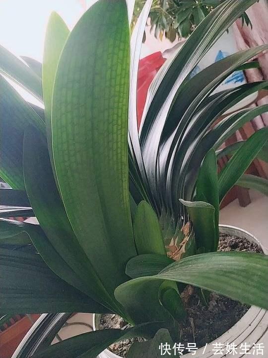 叶子|君子兰能不能开花，主要看这3点，全都符合才能开