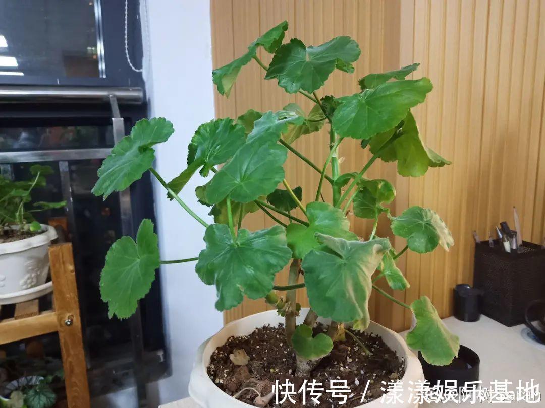 10种花要控水,天热反而不能浇,一浇水就死