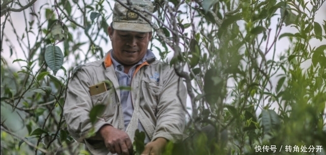 普洱茶|什么是古树茶和台地茶,如何辨别古树茶和台地茶?