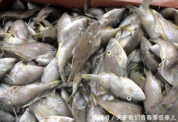马面鱼|这种鱼“没脸没皮”，价格低廉，很多人看不上，懂行的人经常买