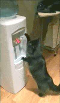 GIF|搞笑GIF:这绝对是个天才章鱼,并且添加了逃脱技能。