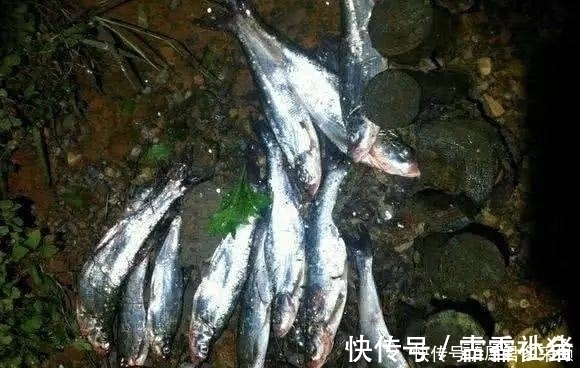 介绍一种万峰湖当地人钓翘嘴鱼的独特方法