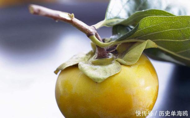 泡水|柿子叶泡水太厉害了,男女都离不开,现在知道还不晚