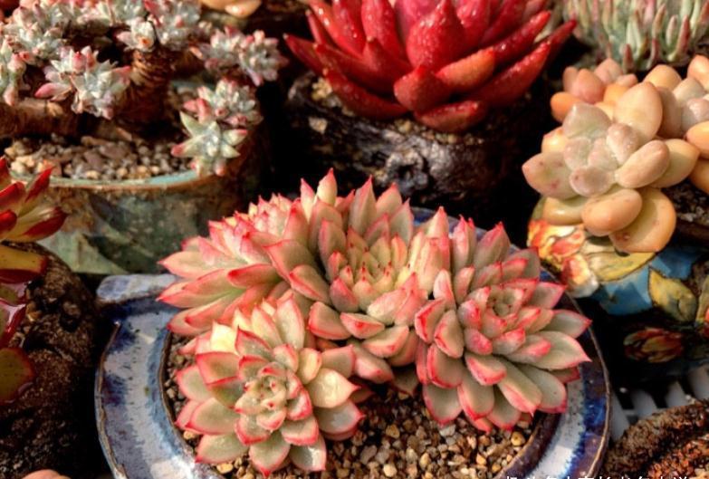 环境不好养多肉用大盆?是想一年四季对着一片“青菜”?快换盆吧