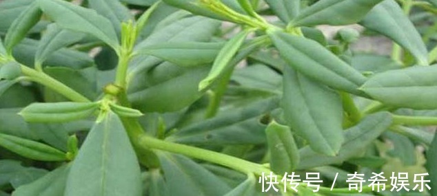 土高丽参|农村的这3种野菜可以开胃建脾，补中益气，一起来看看吧