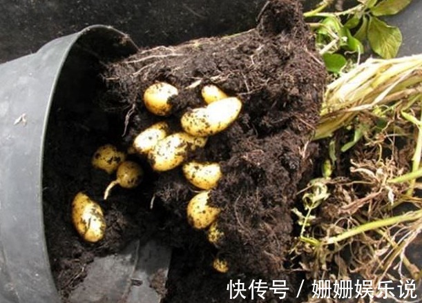 如何用一个塑料袋种植土豆想吃新鲜有机土豆的进来