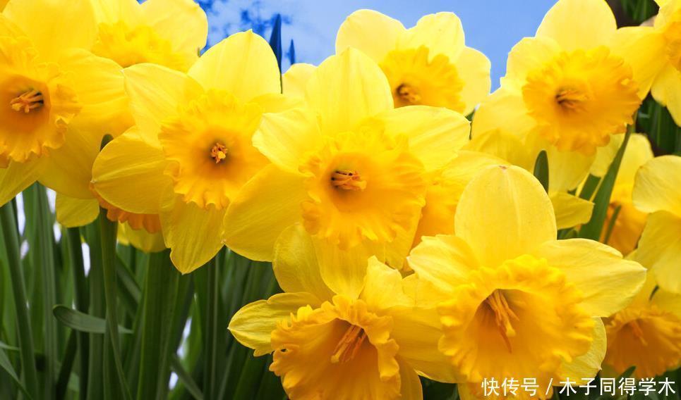 八种冬天可以水培开的花,现在是花期,花大又漂亮,真美