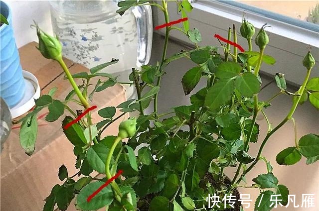 养花技巧快死的花,剪一刀立马活,还能再开花!