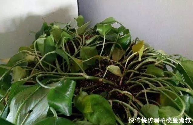 养护|此5种花“最怕冻”,冬至过后,搬入“室内”好过冬,不然剩空盆