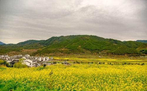 【3月1日 油菜花预告】婺源梯田油菜花马上进入最佳观赏期，万亩花海迎春开放！